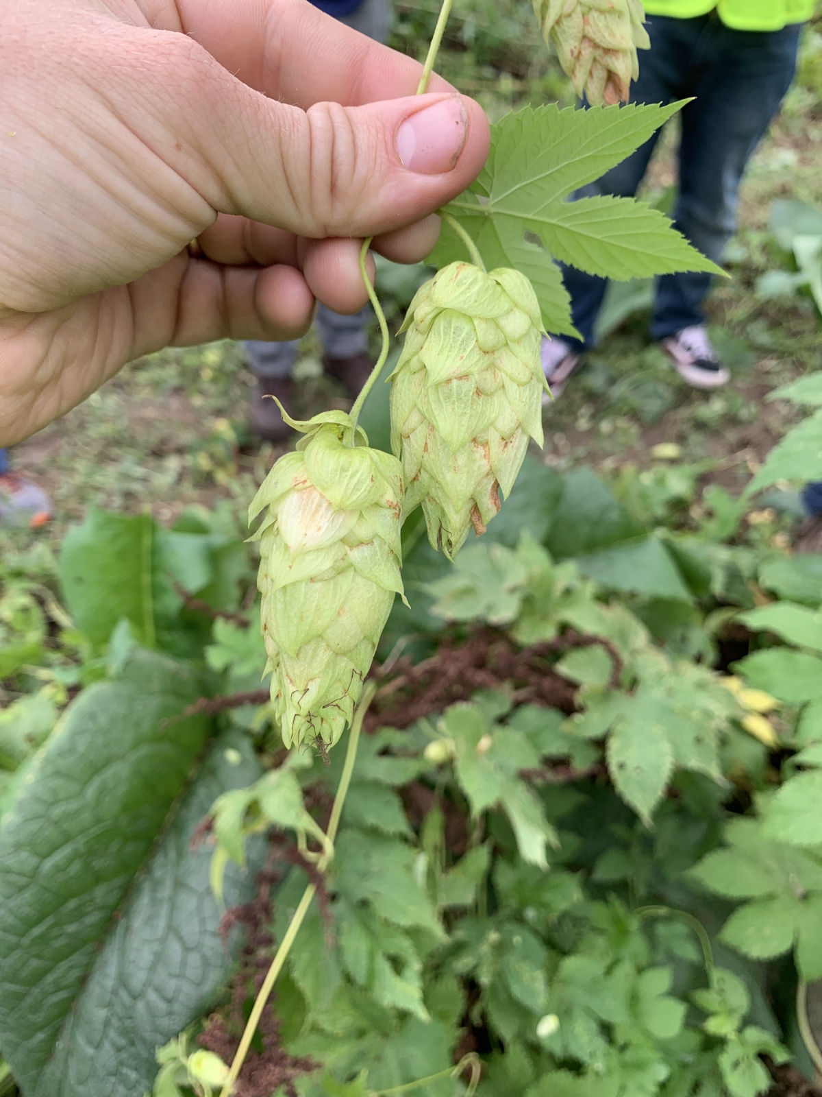 Brewer’s Blog Beers (Ground Control Collabs, All the Hops